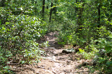 Fototapeta premium Hiking Trail Through North Fork Mountain, West Virginia