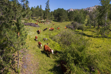 Cows in a meadow