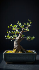 macro close-up of a mini bonsai tree. Ancient, cracked bark, delicate green leaves, in a rectangular ceramic pot