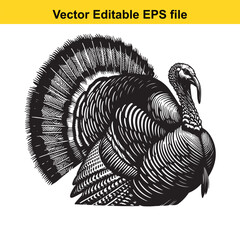 Vector art of a detailed illustration of a turkey with its tail feathers fanned out