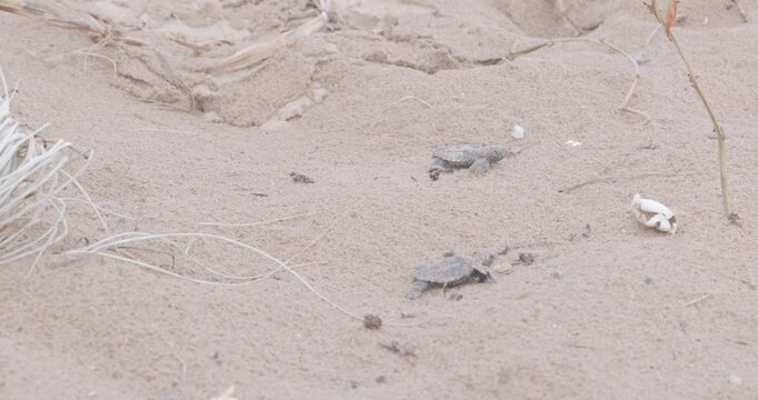 a tracking clip of several loggerhead turtle hatchlings crawling in the sand dunes at mon repos beach of bundaberg, australia