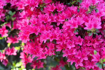 Vivid Pink Azaleas in Spring Bloom②