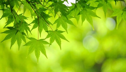 Fresh green maple leaves in soft light