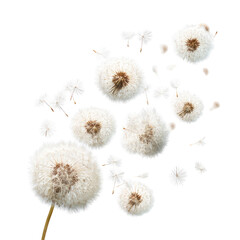 Obraz premium Dandelion seeds dispersing