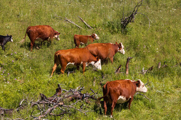 Cows in a meadow