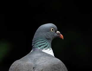 Portrait of a wild wood pigeon. Detailed wild bird isolated on dark background