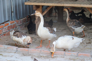 Group of ducks in front of coop, standing close and calm