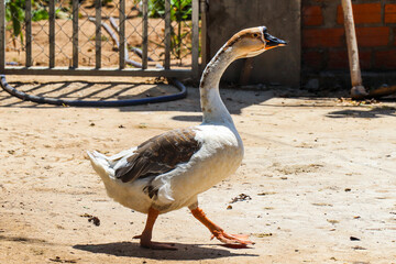 Single goose confidently walking forward, brown and white feathered bird