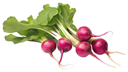 PNG Small radishs vegetable plant food.