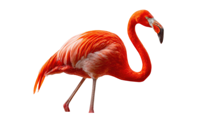 Vibrant Flamingo Portrait: A close-up, high-angle shot of a flamingo, showcasing its vibrant pink plumage, elegant long neck, and distinctive curved beak, conveying grace and tropical beauty.