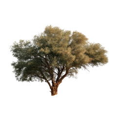 A large, full tree against a dark background