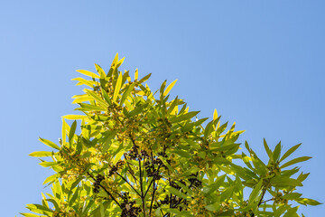 Tristaniopsis laurina, the water gum or kanooka, is a tree species native to Australia. San Jose, Santa Clara County, California 