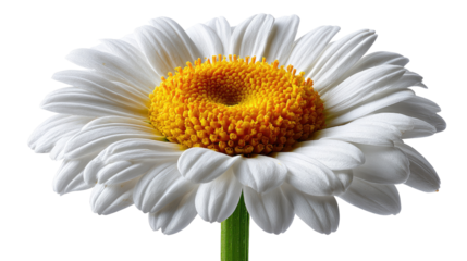 Daisy's Radiant Beauty: A close-up shot unveils the simple beauty of a vibrant daisy, with its pristine white petals encircling a bright yellow center, symbolizing purity and joy.