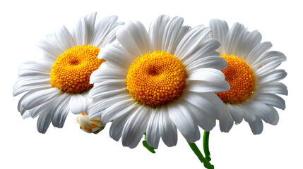 Fototapeta premium Serene Chamomile Trio: A captivating photograph captures the serene beauty of three pristine chamomile flowers, their bright yellow centers radiating warmth against a backdrop.