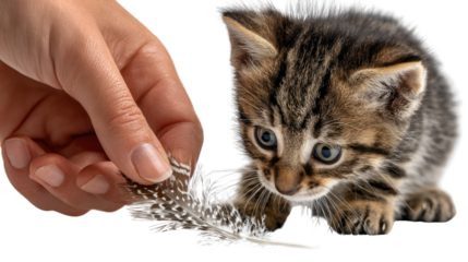 Playful Kitten and Feather: A captivating moment between a curious kitten and a delicate feather, capturing the essence of playful exploration and the bond between human and feline.