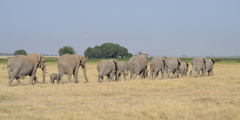 Obraz premium African Elephant Herd walking in Natural Habitat, Amboseli National Park, Kenya