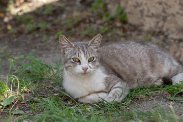 White and gray cat resting among green grass,enjoying a moment of relaxation in nature.