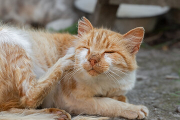 Red striped cat washes itself.Cute cat scratches its head with its paw.
