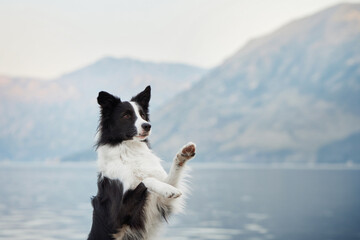 A Border Collie stands upright on its hind legs near the water, gazing at the serene lake and...