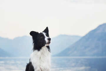 A Border Collie sits upright, looking intently into the distance with a scenic lake and mountains as the backdrop. The scene emphasizes the dog's calm and intelligent demeanor.