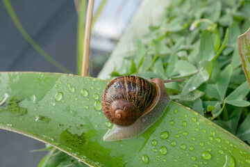 Espiral de concha de caracol sobre hoja con gotas de lluvia 