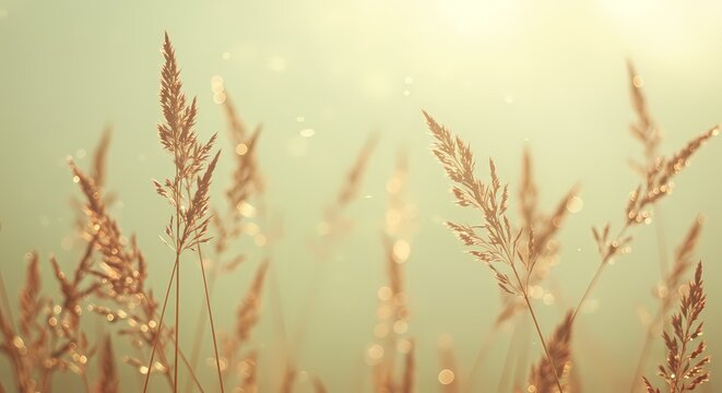 Sunlit Reed Field
