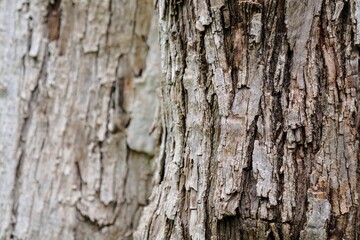 Close-up view of textured tree bark, showcasing its rough surface and natural patterns, nature, wood, save the earth, earth day, brown, background