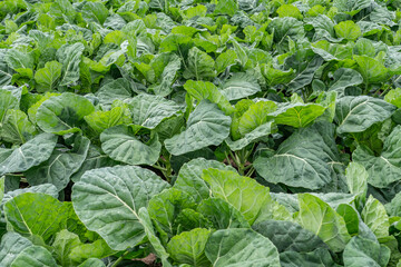 Naklejka premium Brassica oleracea, also known as wild cabbage in its uncultivated form, is a plant of the family Brassicaceae. It has many common cultivars used as vegetables. Moss Landing, Monterey County