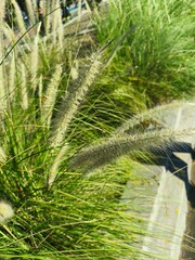 Fototapeta premium green palm tree