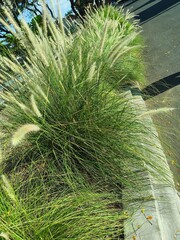 green palm tree