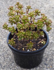 Aeonium sedifolium mature succulent plant