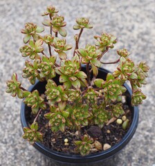 Aeonium sedifolium mature succulent plant