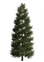 Single cypress tree isolated on white background