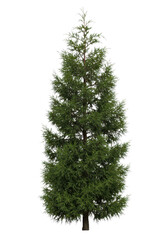 Cypress tree isolated background