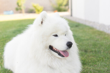 Samoyed dog resting on green grass, concept of pets care, veterinarian, animal friends