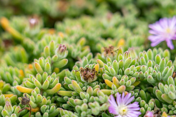 Obraz premium Drosanthemum floribundum, rodondo creeper, pale dewplant, or dew-flower, is a succulent plant in the ice plant family, Aizoaceae. Lovers Point Park, Monterey bay, California 
