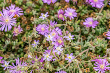 Drosanthemum floribundum, rodondo creeper, pale dewplant, or dew-flower, is a succulent plant in the ice plant family, Aizoaceae. Lovers Point Park, Monterey bay, California	