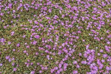Drosanthemum floribundum, rodondo creeper, pale dewplant, or dew-flower, is a succulent plant in the ice plant family, Aizoaceae. Lovers Point Park, Monterey bay, California	