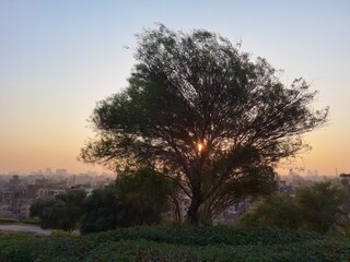 Obraz premium sunset in the forest