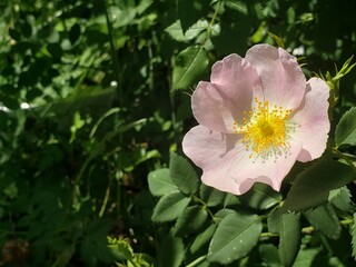 Wild Rose