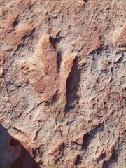 Dinosaur Print
