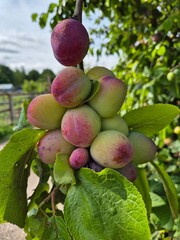 Plum fruit ripening on  tree in an allotment garden In Nottingham, UK.
