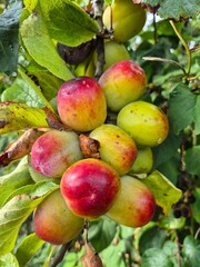 Plum fruit ripening on  tree in an allotment garden In Nottingham, UK.