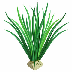 colorful illustration of a chives leaves