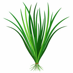 colorful illustration of a chives leaves