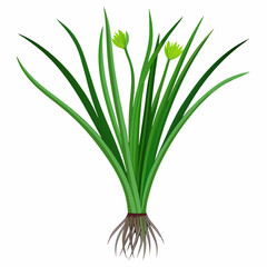 colorful illustration of a chives leaves