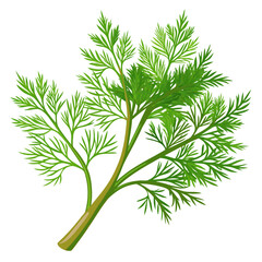 colorful illustration of a dill leaves