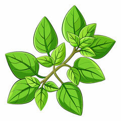 colorful illustration of a oregano leaves