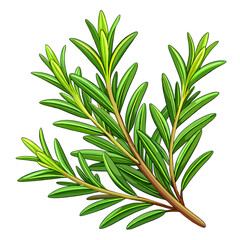 colorful illustration of a rosemary leaves