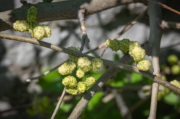 Fruit from mulberry tree.  among the freshness leaves.